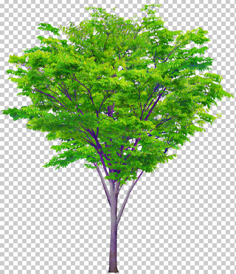 Tree Shrub Judas-tree Oak Branch PNG, Clipart, Branch, Broadleaved Tree, Bud, Cottonwood, Judastree Free PNG Download