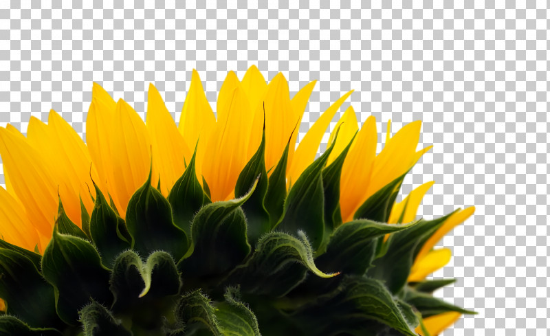 Daisy Family Sunflower Seed Flower Annual Plant Petal PNG, Clipart, Annual Plant, Biology, Common Daisy, Common Sunflower, Computer Free PNG Download