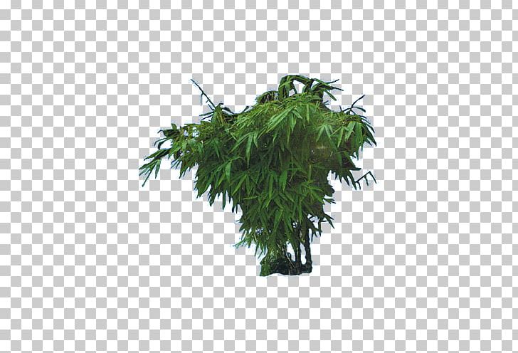 Bamboo Bamboe Euclidean PNG, Clipart, Bamboe, Bamboo, Bamboo Border, Bamboo Leaves, Bamboo Tree Free PNG Download