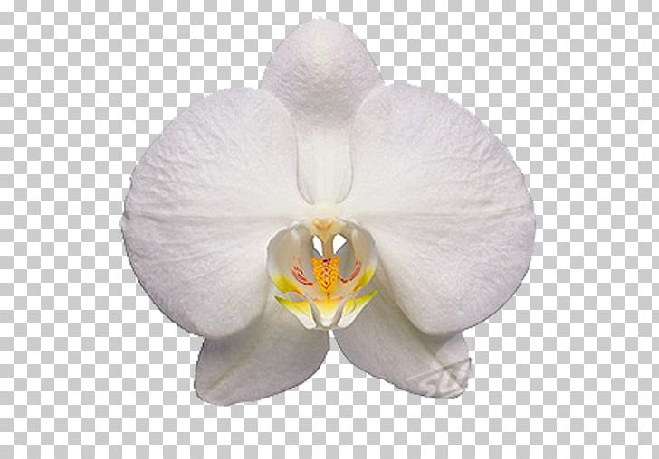 Moth Orchids Flower PNG, Clipart, Boat Orchid, Cattleya, Cattleya Orchids, Common Sunflower, Flower Free PNG Download