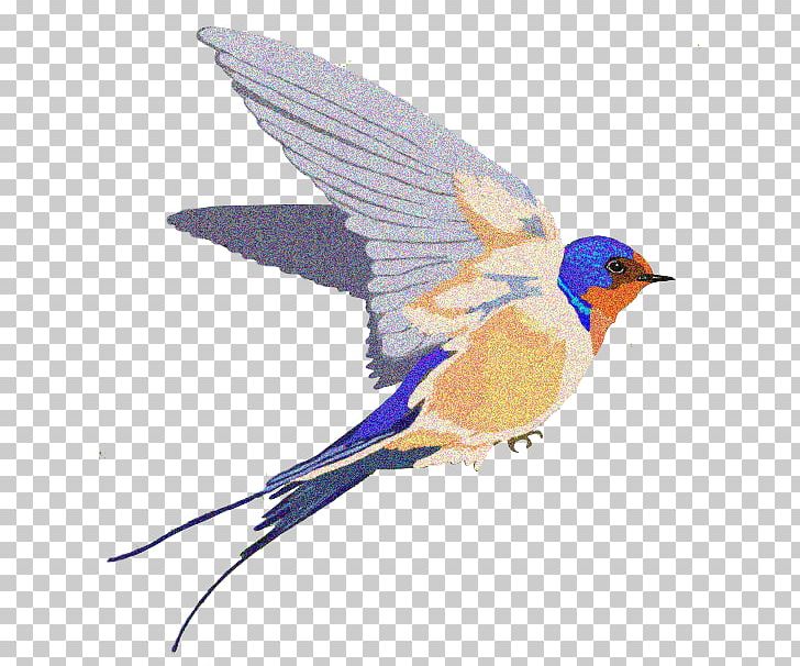 Barn Swallow PNG, Clipart, Barn, Barn Swallow, Beak, Bird, Blog Free PNG Download