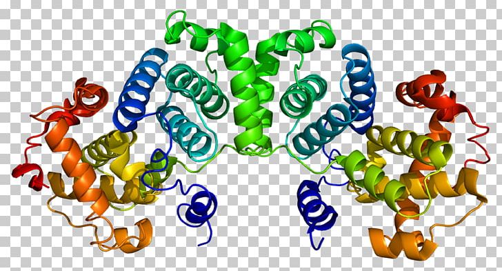Cyclin B1 Cyclin-dependent Kinase 1 Mitosis PNG, Clipart, 2 B, Area, B 1, B 9, Cell Free PNG Download