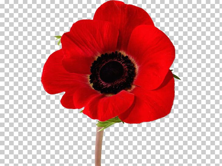 Poppy Tattoo Meaning  Thoughtful Tattoos