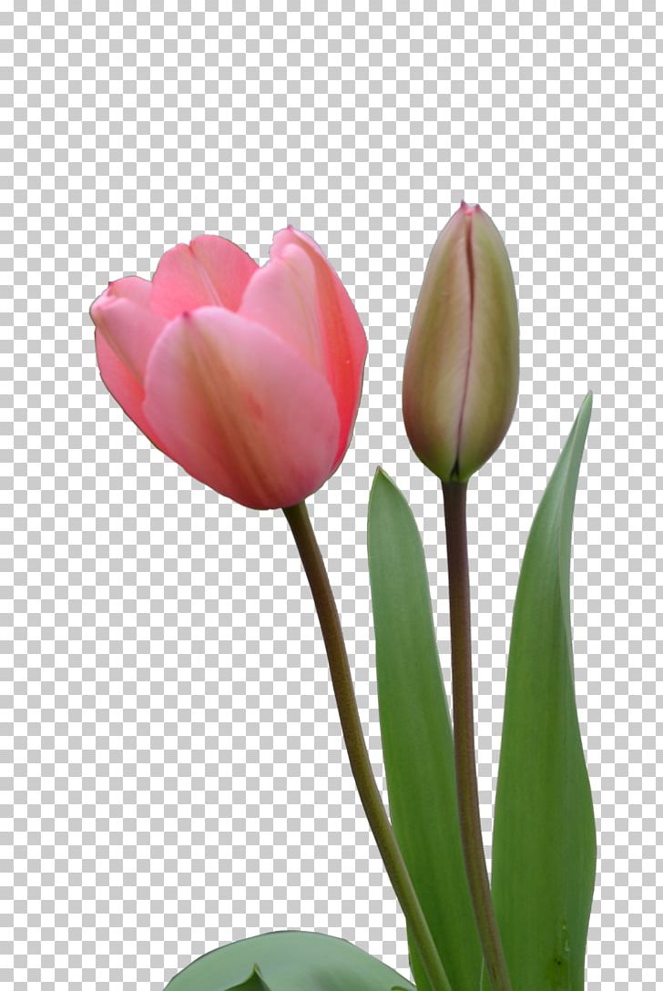 Tulip Flower PNG, Clipart, Bud, Bulb, Computer Wallpaper, Cut Flowers, Encapsulated Postscript Free PNG Download