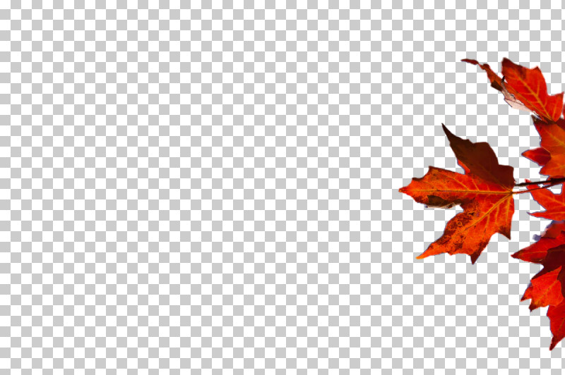 Maple Leaf PNG, Clipart, Autumn, Autumn Leaf Color, Color, Evergreen, Leaf Free PNG Download
