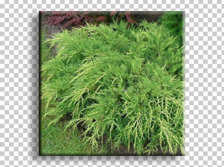 Juniperus Horizontalis Evergreen Shrub Conifers Juniperus Sabina PNG, Clipart, Biome, Conifer, Conifers, Cypress, Cypress Family Free PNG Download