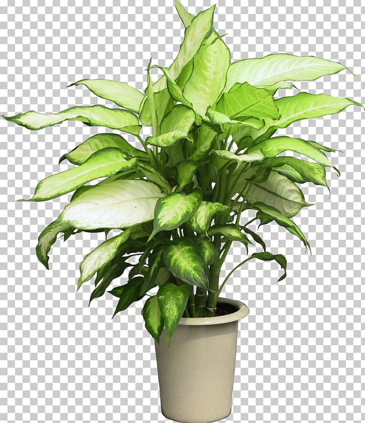 Ravenea Houseplant Flower PNG, Clipart, Arecaceae, Areca Palm, Container, Evergreen, Flower Free PNG Download