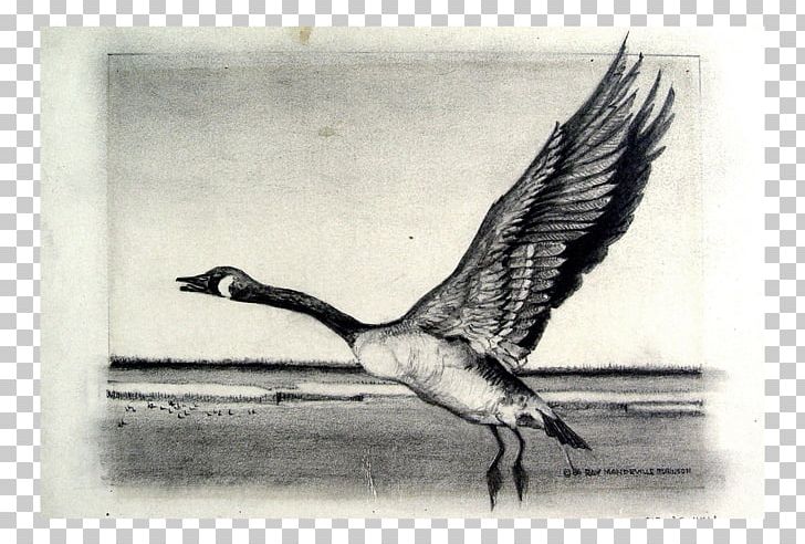 Bird Crane Goose Cygnini Duck PNG, Clipart, Anatidae, Animals, Artwork, Beak, Bird Free PNG Download