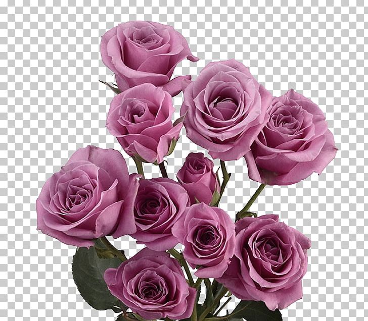 Garden Roses Centifolia Roses Floribunda Blue Rose Cut Flowers PNG, Clipart, Artificial Flower, Centifolia Roses, Floral Design, Floristry, Flower Free PNG Download
