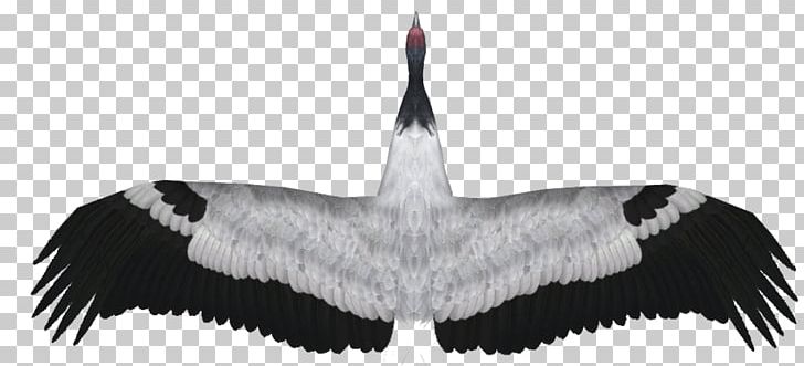 Demoiselle Crane Black-necked Crane Feather Zoo Tycoon 2 PNG, Clipart, Black And White, Blacknecked Crane, Crane, Demoiselle Crane, Download Free PNG Download