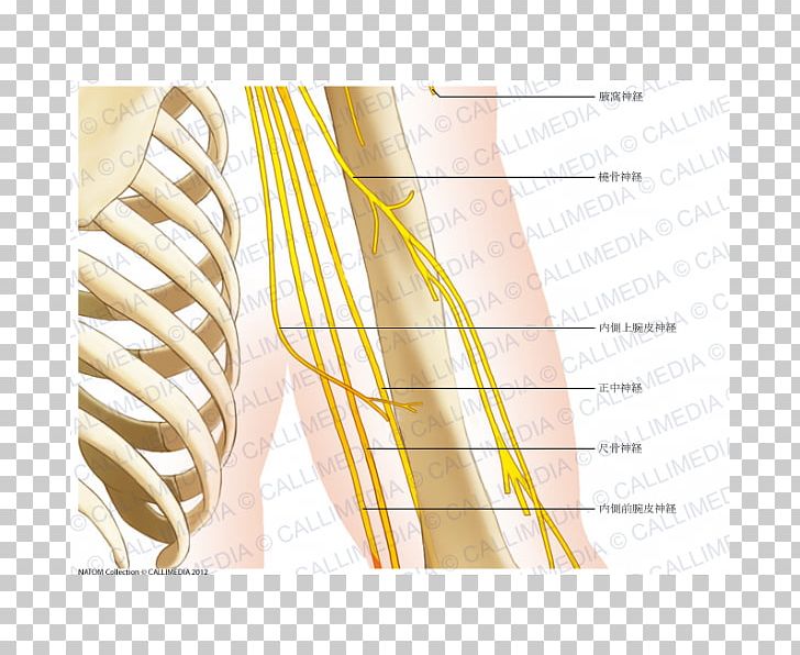 Human Anatomy Elbow Shoulder Bone PNG, Clipart, Anatomy, Angle, Arm, Bone, Elbow Free PNG Download