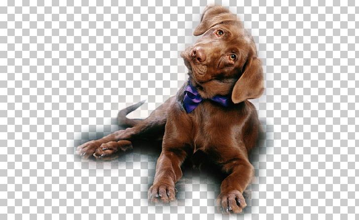 Labrador Retriever Puppy Whippet Beagle German Shepherd PNG, Clipart, Animal, Animals, Carnivoran, Companion Dog, Desktop Wallpaper Free PNG Download