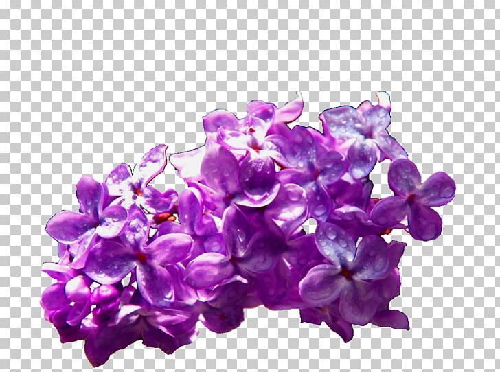 Common Lilac Violet Cut Flowers PNG, Clipart, Bathing, Bath Salts, Common Lilac, Cut Flowers, Flower Free PNG Download