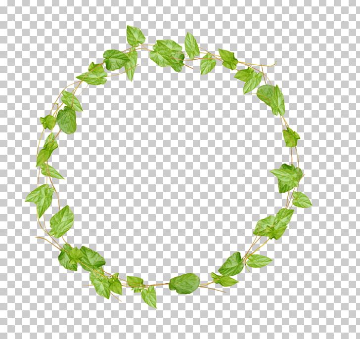 Vine PNG, Clipart, Branch, Circle, Clip Art, Computer Icons, Download Free PNG Download