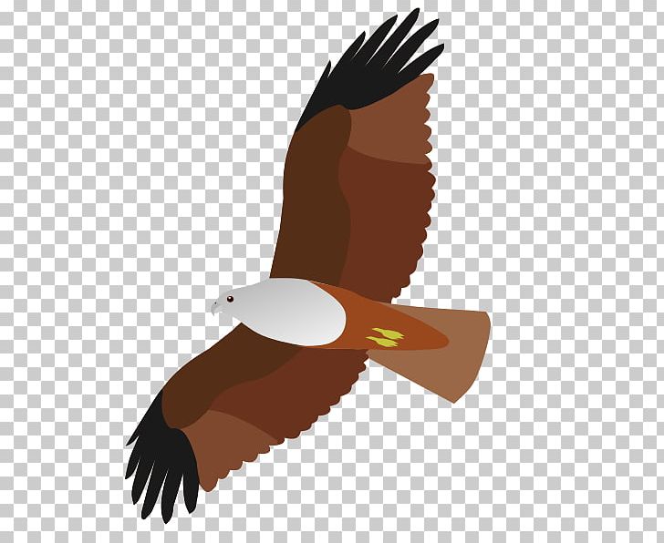 Bird Of Prey Bald Eagle Accipitriformes PNG, Clipart, Accipitriformes, Animal, Animals, Bald Eagle, Beak Free PNG Download