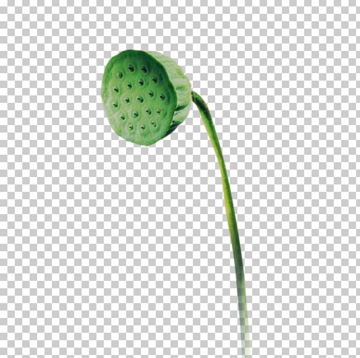 Flower Plant Stem PNG, Clipart, Background Green, Flower, Fresh, Grass, Green Free PNG Download