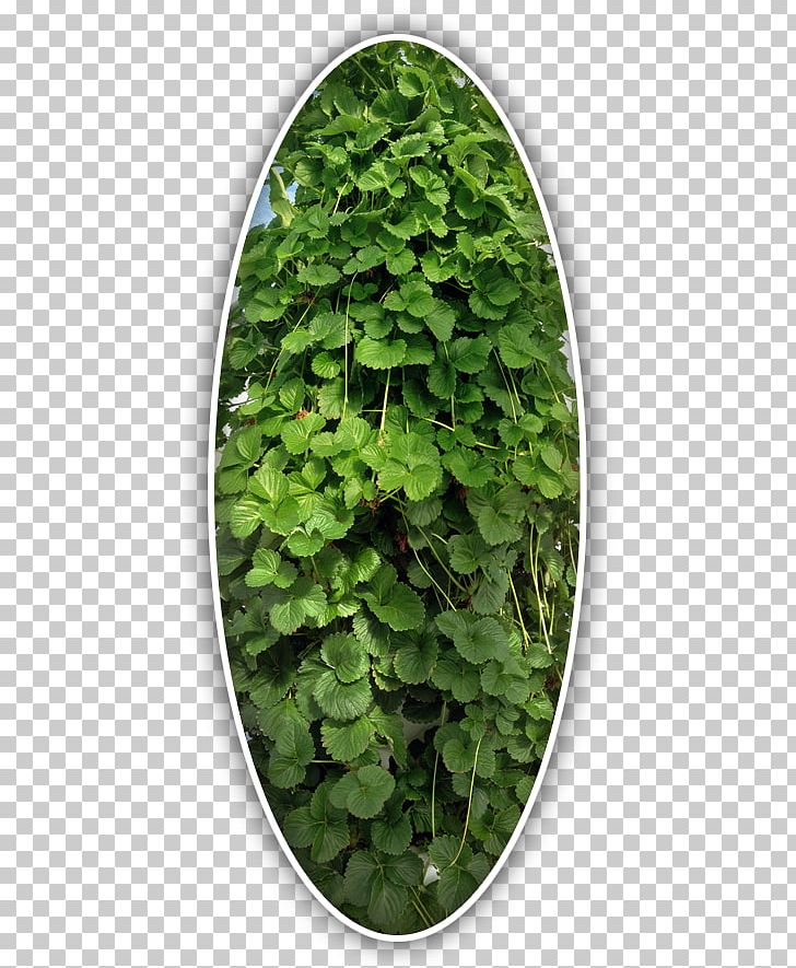 Leaf Herb Groundcover PNG, Clipart, Groundcover, Herb, Ivy, Leaf, Plant Free PNG Download