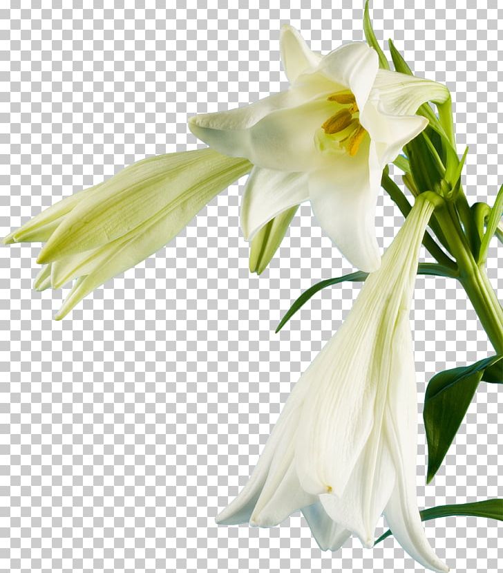 Lilium Candidum Flower White PNG, Clipart, Amaryllis Family, Cut Flowers, Digital Image, Floristry, Flower Free PNG Download