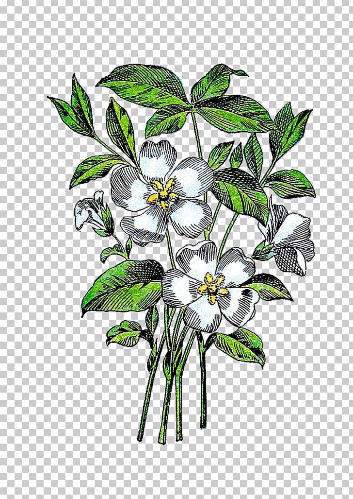 Flower Plant PNG, Clipart, Branch, Cut Flowers, Download, Drawing, Flora Free PNG Download