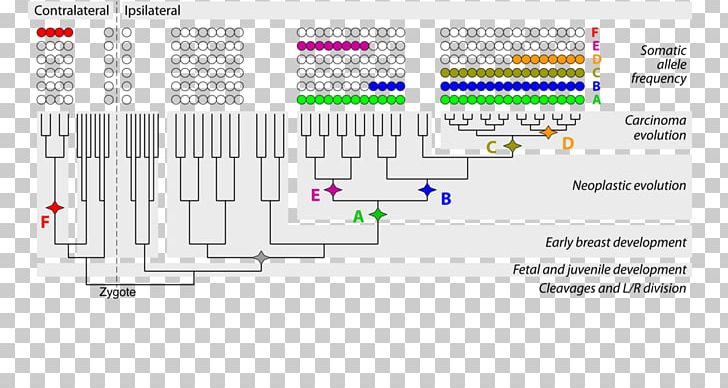 Genome Research RNA World Virus PNG, Clipart, Area, Diagram, Evolution, Gene, Genome Free PNG Download