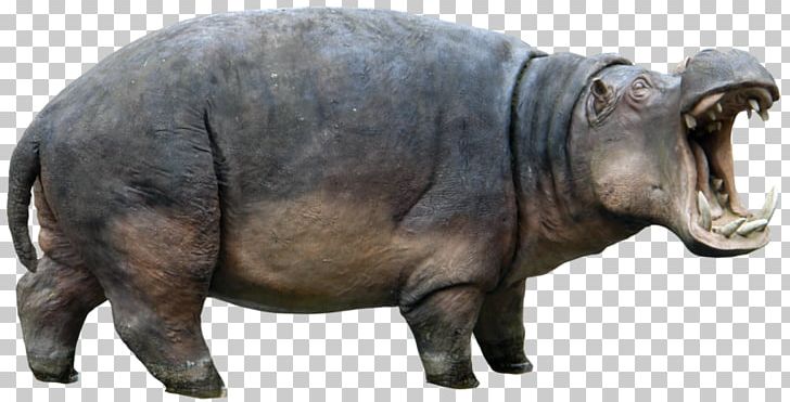 Hippopotamus PNG, Clipart, Animal, Clip Art, Desktop Wallpaper, Dots Per Inch, Download Free PNG Download