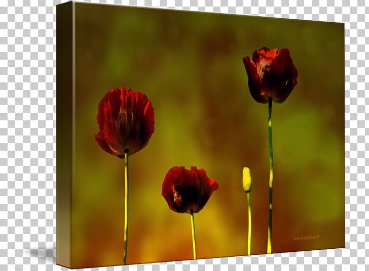 Still Life Photography Desktop Common Poppy Wildflower PNG, Clipart, Bud, Common Poppy, Computer, Computer Wallpaper, Coquelicot Free PNG Download