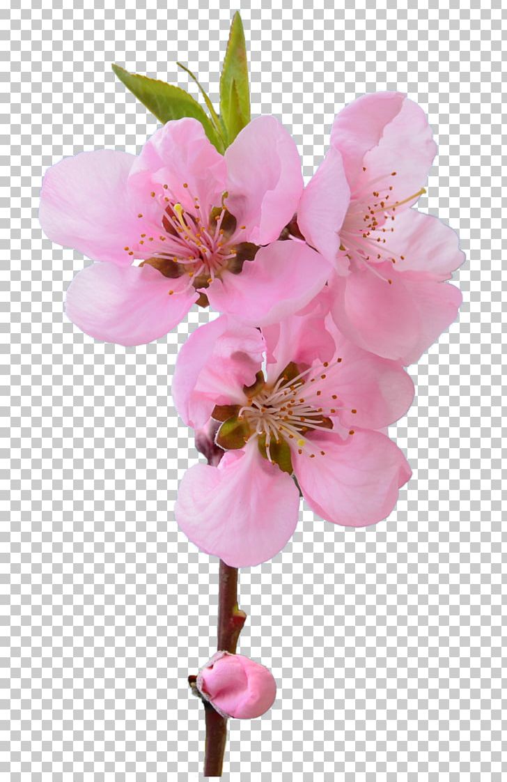 Flower Blossom Muslim Husband Help Out Plant PNG, Clipart, Blossom, Branch, Cherry, Cherry Blossom, Cut Flowers Free PNG Download