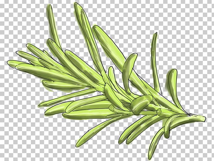 Green Bean Food Herb Rosemary Bittering Agent PNG, Clipart, Bittering Agent, Camellia Sinensis, Commodity, Fennel, Food Free PNG Download