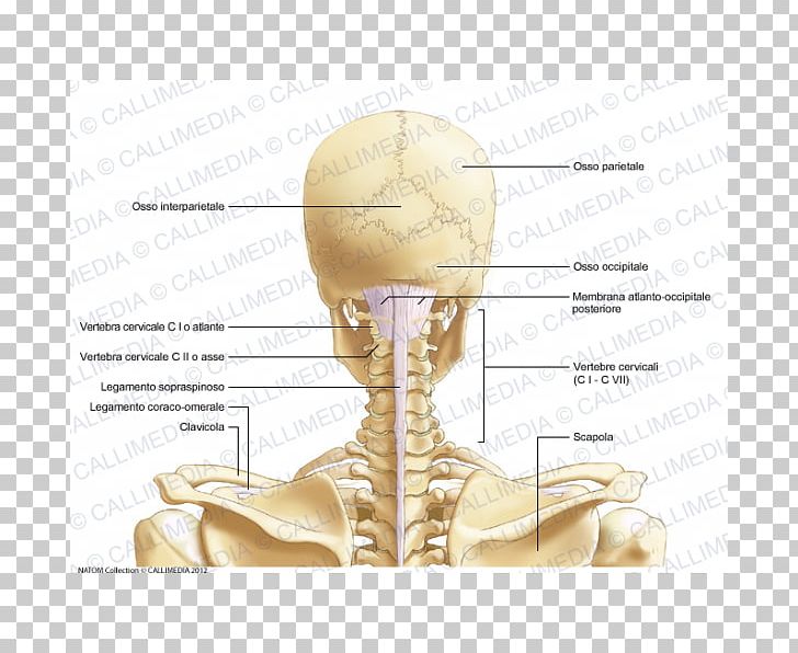 Head And Neck Anatomy Cervical Vertebrae Bone PNG, Clipart, Anatomy, Atlantooccipital Joint, Atlas, Axis, Bone Free PNG Download