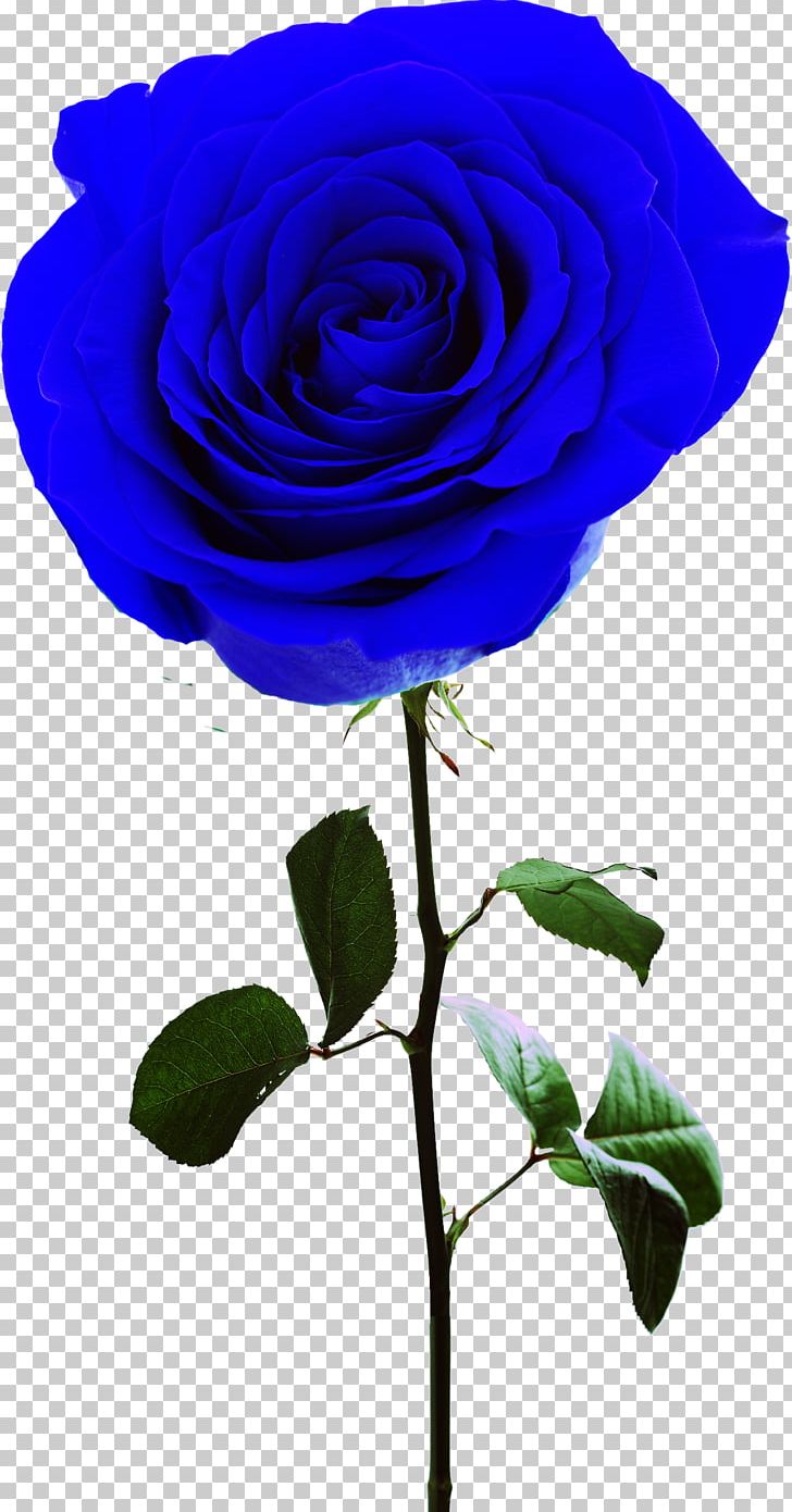 Rosa Gallica Centifolia Roses Garden Roses Flower PNG, Clipart, Blue, Blue Rose, Centifolia Roses, Cobalt Blue, Cut Flowers Free PNG Download