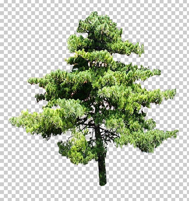 Tree Digital PNG, Clipart, 3d Computer Graphics, Biome, Bonsai, Branch, Computer Software Free PNG Download