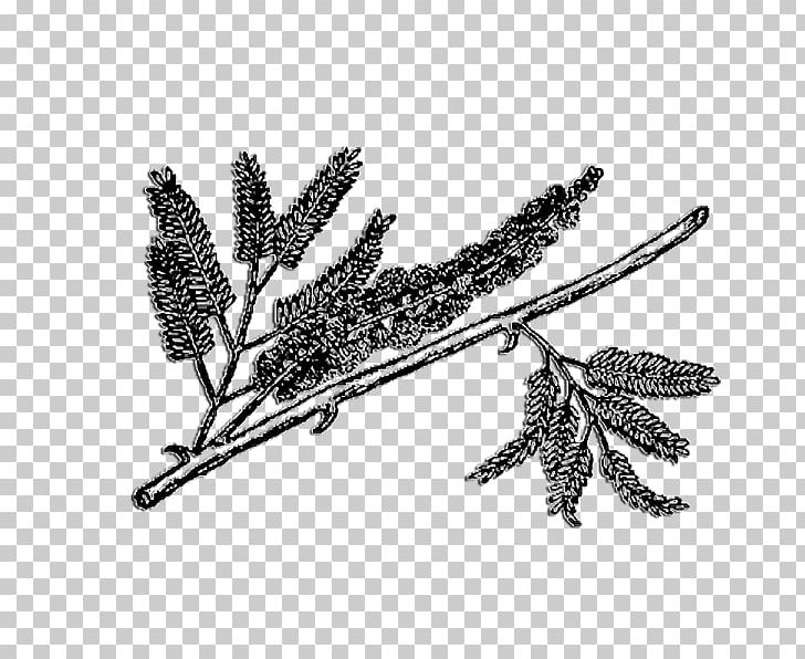 Acacia University Of Michigan Alchemically Stoned: The Psychedelic Secret Of Freemasonry Wattles PNG, Clipart, Acacia, Acacia Flower, Ann Arbor, Black And White, Branch Free PNG Download