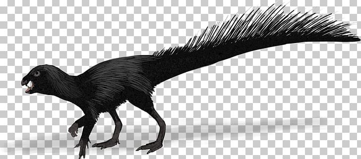 Heterodontosaurus Evolution Canidae History Future PNG, Clipart, Bipedalism, Black And White, Canidae, Carnivoran, Conway Free PNG Download