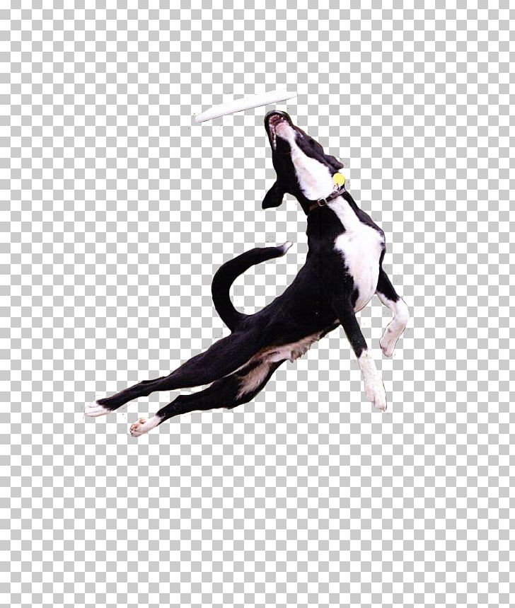 Leash Performing Arts PNG, Clipart, Dog Like Mammal, Leash, Mountain Brook, Others, Performing Arts Free PNG Download