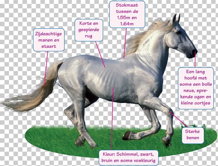 Mane Mustang Pony Andalusian Horse Stallion PNG, Clipart, Andalusian Horse, Breed, Doma, Dressage, Fauna Free PNG Download