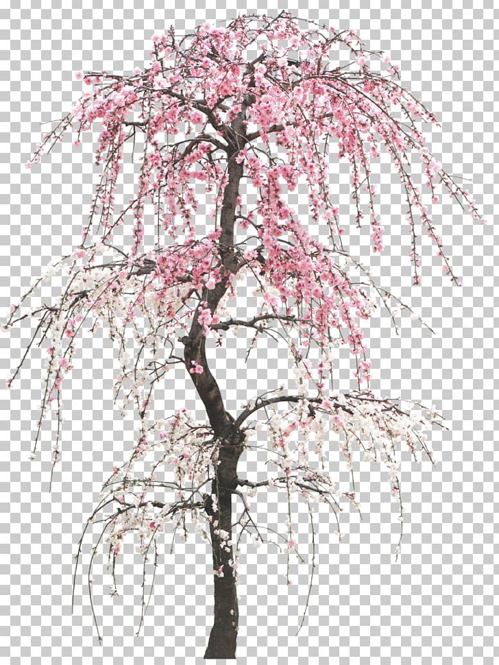 Tree Peach Cherry Trunk PNG, Clipart, Branch, Creative Background, Encapsulated Postscript, Fathers Day, Flower Free PNG Download
