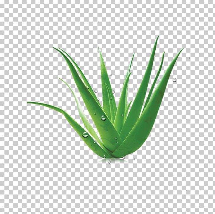 Aloe Vera Euclidean PNG, Clipart, Adobe Illustrator, Agave, Aloe, Aloe Plant, Aloe Vera Crush Free PNG Download