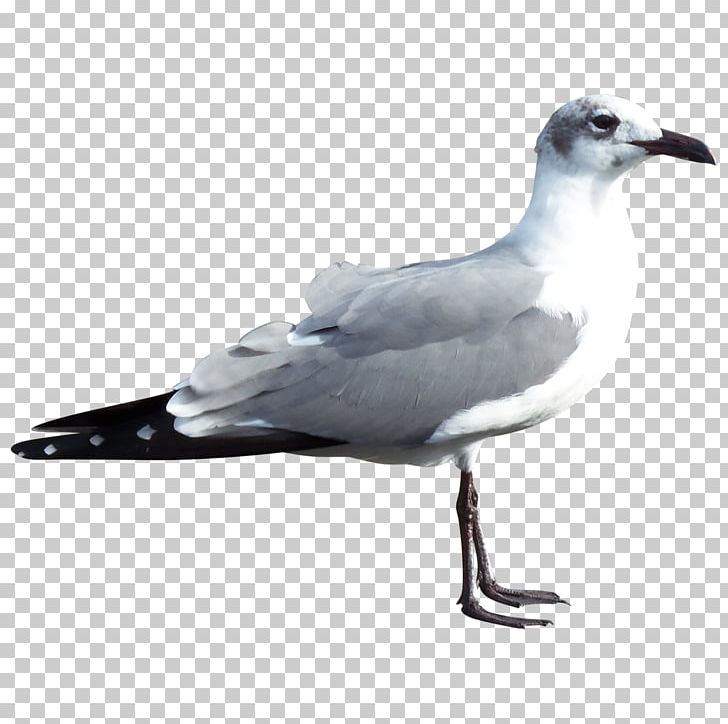 Bird Gulls European Herring Gull Pelican Beak PNG, Clipart, Animal, Animals, Beak, Bird, Charadriiformes Free PNG Download