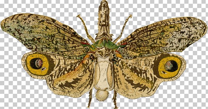 Brush-footed Butterflies Pieridae Moth Butterfly Insect PNG, Clipart, Arthropod, Brush Footed Butterfly, Butterflies And Moths, Butterfly, Insect Free PNG Download
