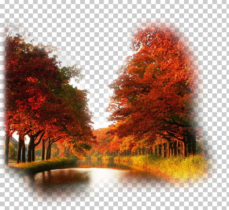 Desktop High-definition Television Autumn Leaf Color High-definition Video PNG, Clipart, 169, 1080p, 1610, Aspect Ratio, Autumn Free PNG Download