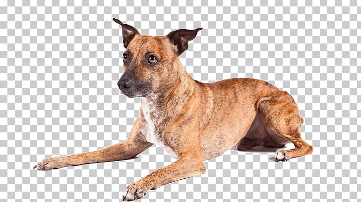 Dog Breed American Hairless Terrier Skye Terrier Rottweiler Jack Russell Terrier PNG, Clipart, American, American Dog Breeders Association, American Hairless Terrier, American Kennel Club, Animal Free PNG Download