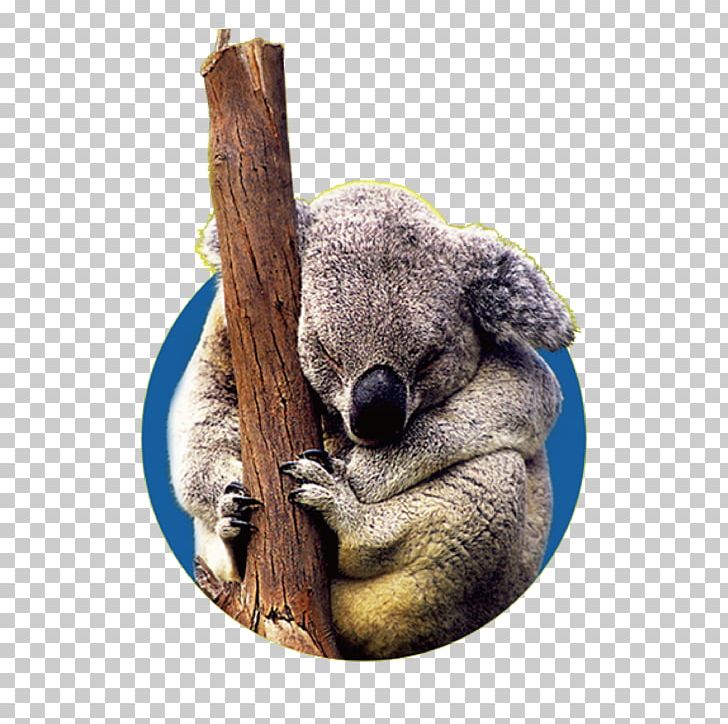 Koala User Interface Design PNG, Clipart, Animal, Animals, Biological, Computer Graphics, Computer Icons Free PNG Download