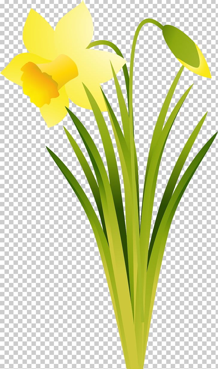 Narcissus Daffodil Cut Flowers Plant PNG, Clipart, Amaryllis, Amaryllis Family, Cut Flowers, Daffodil, Diary Free PNG Download