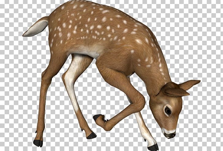 Reindeer White-tailed Deer Roe Deer Musk Deers PNG, Clipart, Animal, Animal Figure, Antler, Canidae, Cartoon Free PNG Download