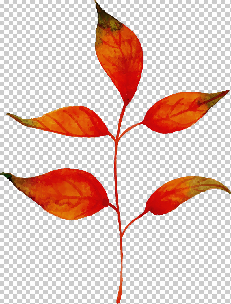 Plant Stem Leaf Petal Plants Science PNG, Clipart, Autumn Leaf, Biology, Colorful Leaf, Leaf, Paint Free PNG Download