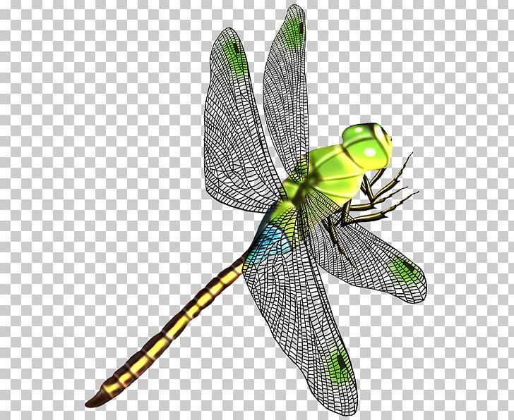 Dragonfly Butterfly Insect Wing PNG, Clipart, Arthropod, Butterfly, Dragonflies And Damseflies, Dragonfly, Insect Free PNG Download
