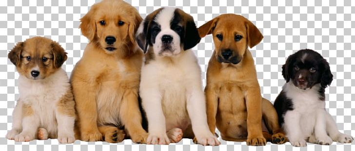 Labrador Retriever Cat Pet Sitting Dog Grooming PNG, Clipart, Animals, Animal Welfare, Carnivoran, Cat, Companion Dog Free PNG Download