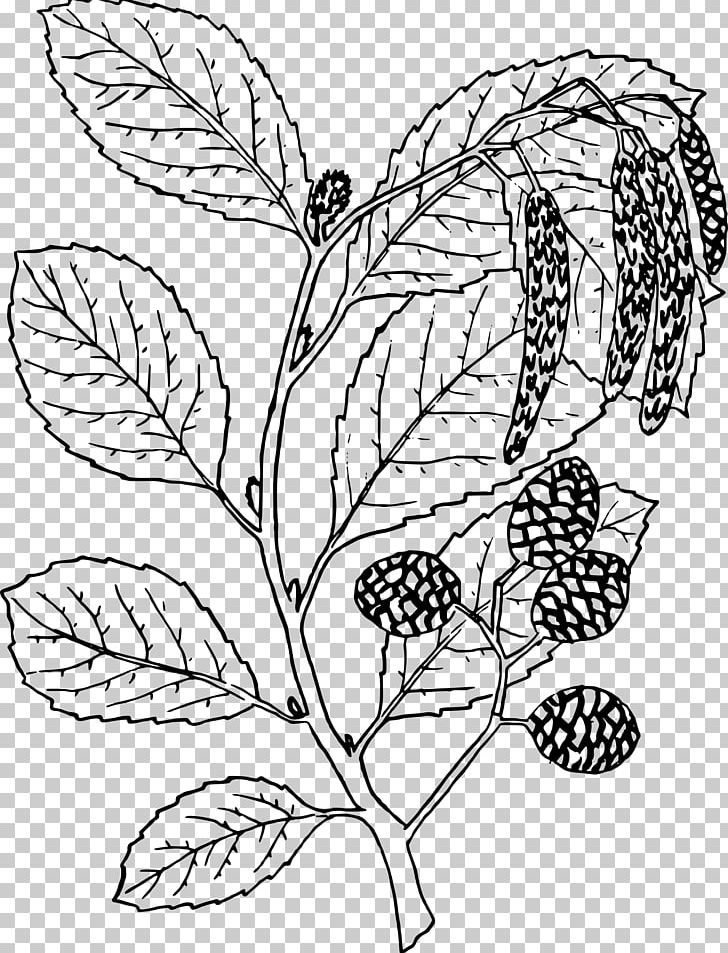 Alder Alnus Oblongifolia Ausmalbild Tree PNG, Clipart, Alder, Area, Art, Ausmalbild, Black And White Free PNG Download