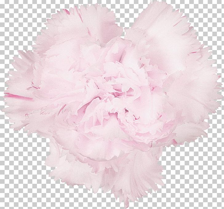 Carnation Cut Flowers Istanbul PNG, Clipart, Advertising, April, Carnation, Cut Flowers, Flower Free PNG Download