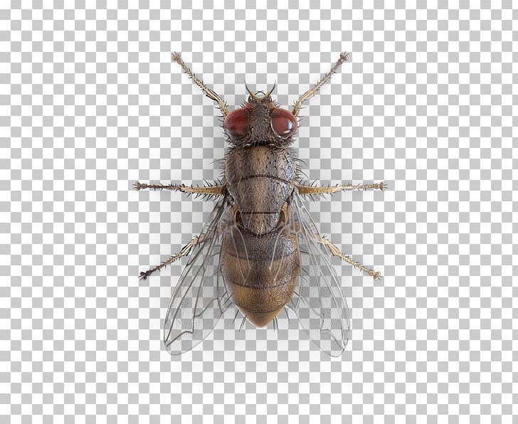 Mosquito Housefly Beetle Hornet PNG, Clipart, Arthropod, Beetle, Brachycera, Common Fruit Fly, Fly Free PNG Download